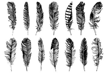 14 hand drawn feathers isolated on white background
