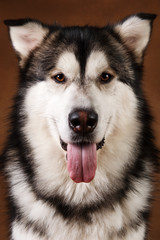 Portrait of alaskan malamute dog sitting in studio on brown blackground and looking at camera
