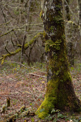 Moss on tree in forest on background,close up