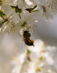 Honey bee axtracting nectar from the tree flower, sunny spring day