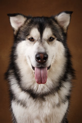 Portrait of alaskan malamute dog sitting in studio on brown blackground and looking at camera