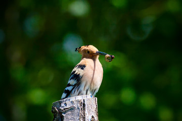 Cute bird Hoopoe. Green nature background. Bird: Eurasian Hoopoe. Upupa epops. 
