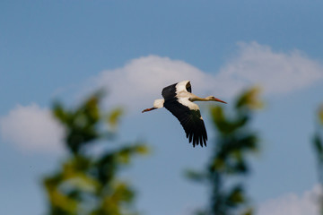 Majestic flight of the European Stork , White Stork, Ciconia, Ciconia