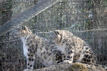 雪豹, ユキヒョウ, Snow Leopard