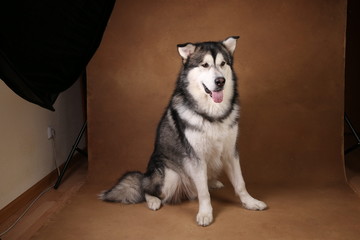Studo shot of alaskan malamute dog sitting on brown blackground and looking at camera