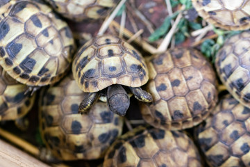 A small European land turtle in breeding.
