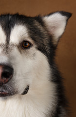 Close-up view at face of alaskan malamute on brown blackground
