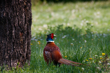 Male pheasant common pheasant in the field with flowers