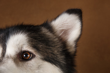 Close-up view at of alaskan malamute's eye on brown blackground