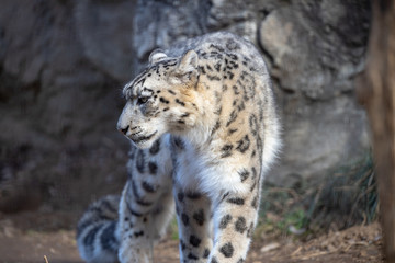 雪豹, ユキヒョウ, Snow Leopard