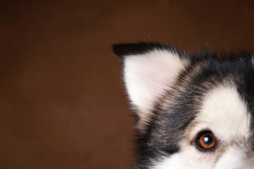 Close-up view at of alaskan malamute's eye on brown blackground