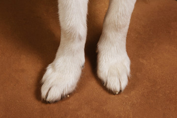 Close-up view at paws of alaskan malamute on brown blackground