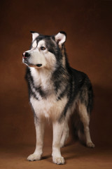 Studo shot of alaskan malamute dog standing on brown blackground and looking at aside