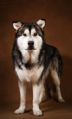 Studo shot of alaskan malamute dog standing on brown blackground and looking at camera