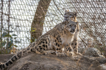 雪豹, ユキヒョウ, Snow Leopard