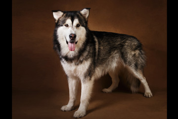 Studo shot of alaskan malamute dog standing on brown blackground and looking at camera
