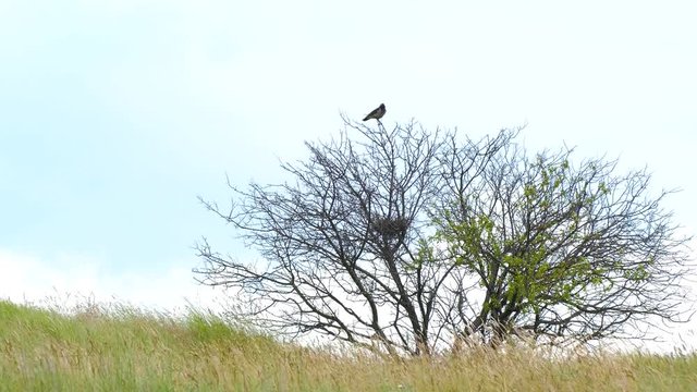 A lone crow sits in a tree