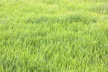 Natural green background with juicy spring green grass