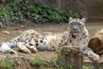 Obraz premium 雪豹, ユキヒョウ, Snow Leopard