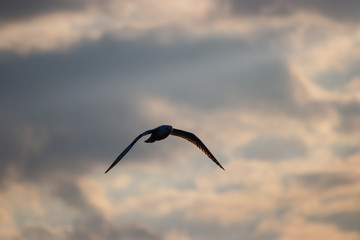 Silhouette of a seagull at sunset