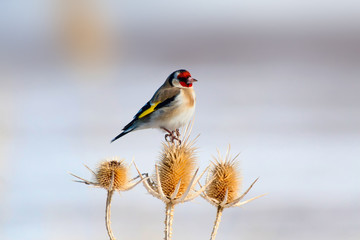 Cute little colorful bird. European Goldfinch. Winter nature background.