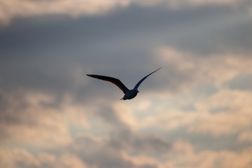 Silhouette of a sigull with colorful sky