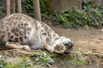 雪豹, ユキヒョウ, Snow Leopard