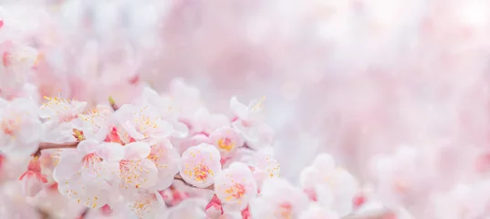 Fotobehang Kersenbloesem in het voorjaar voor achtergrond of kopieer ruimte voor tekst © panyaphotograph
