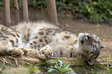 雪豹, ユキヒョウ, Snow Leopard