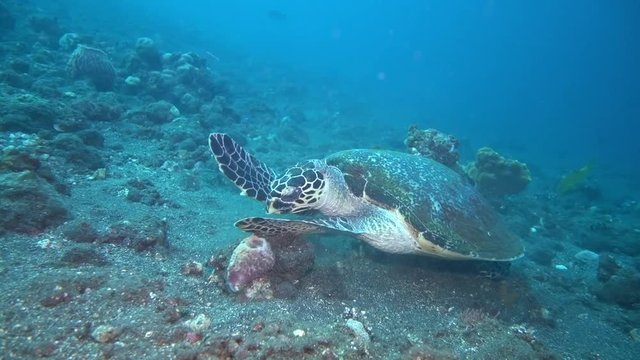 Sea turtle - Hawksbill turtle - Eretmochelys imbricata, feeding, eating, swimming. Underwater video. Tulamben, Bali, Indonesia.