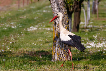 White Stork Ciconia Ciconia, European Stork in the field near the tree 