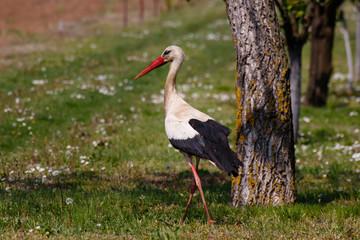 White Stork in the field, European Stork near the tree
