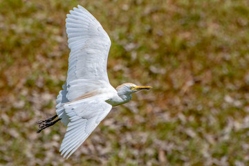 Great white egret (egretta alba),The Gambia - West Africa