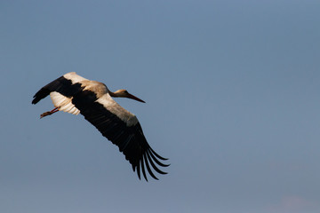 White Stork in the air, European Stork caught in the air