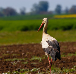 White stork standing in the field, European Stork in the grass field with bright sun