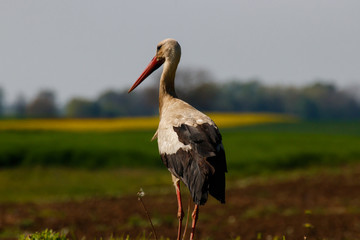 White stork standing in the field, European Stork, Ciconia Ciconia