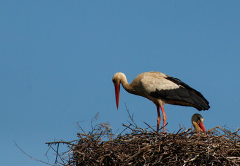 White Stork with young bird, European Stork in the Nest 