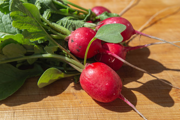 spring red radish fresh from the bed