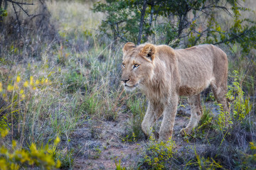 Leon Sabana Africana