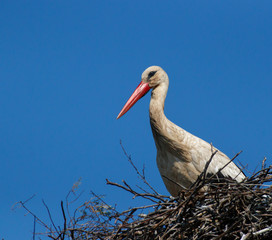 White Stork, European stork in the nest