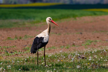 Young European Stork, White Stork, Ciconia Ciconia