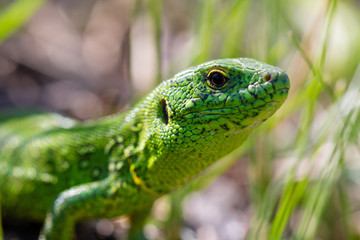 A green lizard (Lacerta agilis) male during the mating season close-up.