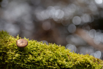 Mushroom and moss on tree in forest on background,close up