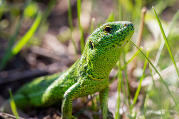 A green lizard (Lacerta agilis) male during the mating season close-up.