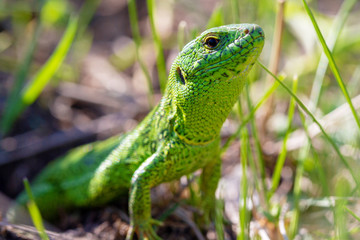 A green lizard (Lacerta agilis) male during the mating season close-up.