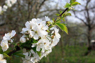 restoration of an old wooden table from pine planks in the workshop, carpentry tools, chisel.