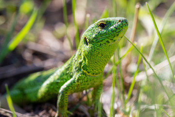 A green lizard (Lacerta agilis) male during the mating season close-up.