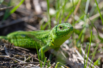 A green lizard (Lacerta agilis) male during the mating season close-up.