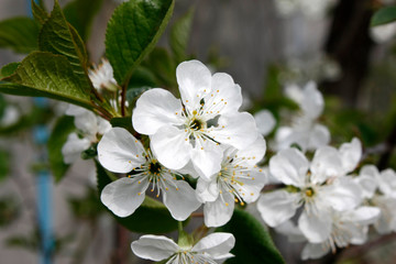 White flowers blooming fruit trees in spring close-up with blurred background