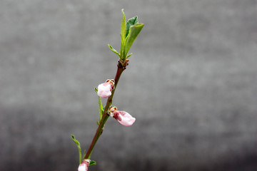 White flowers blooming fruit trees in spring close-up with blurred background
